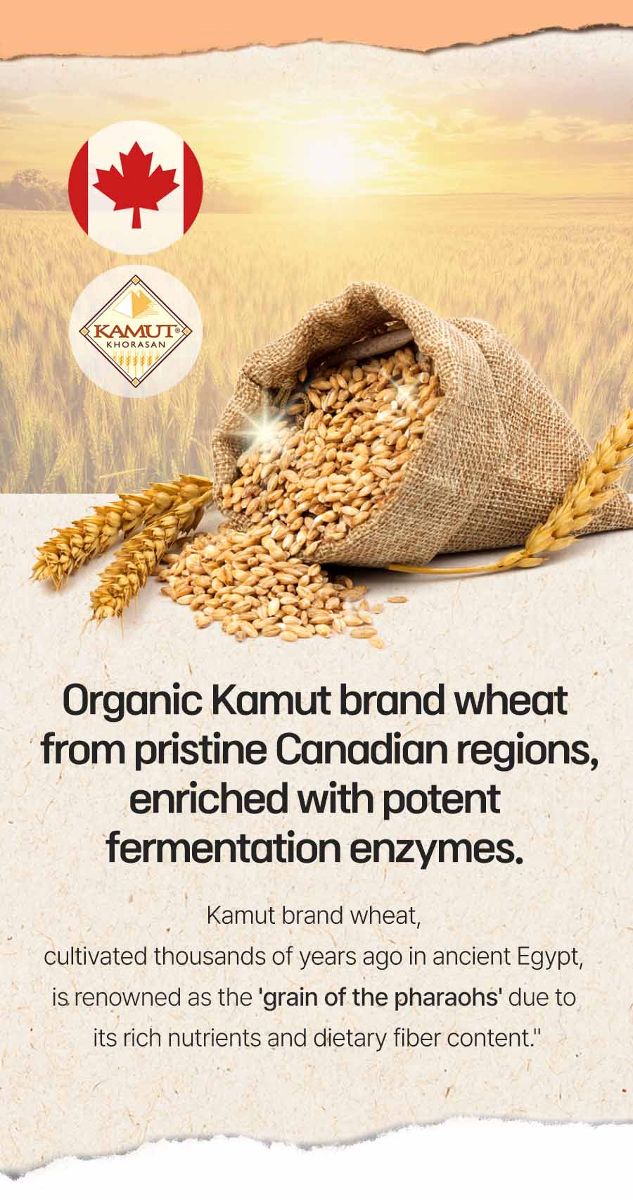 New KAMUT® Brand Wheat Enzymes for Diet and Health
